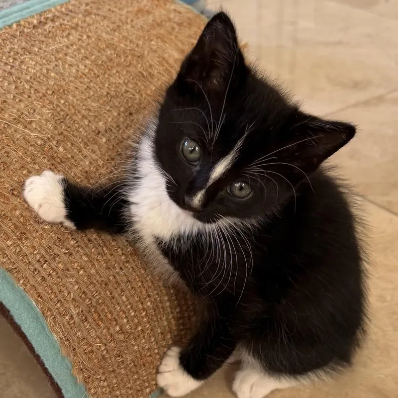A baby small-sized male Black Domestic Short Hair cat named Yuzu for adoption in Santa Barbara, CA