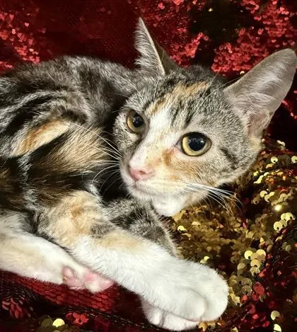 A baby small-sized female Domestic Short Hair cat named Spinach for adoption in Conway, SC