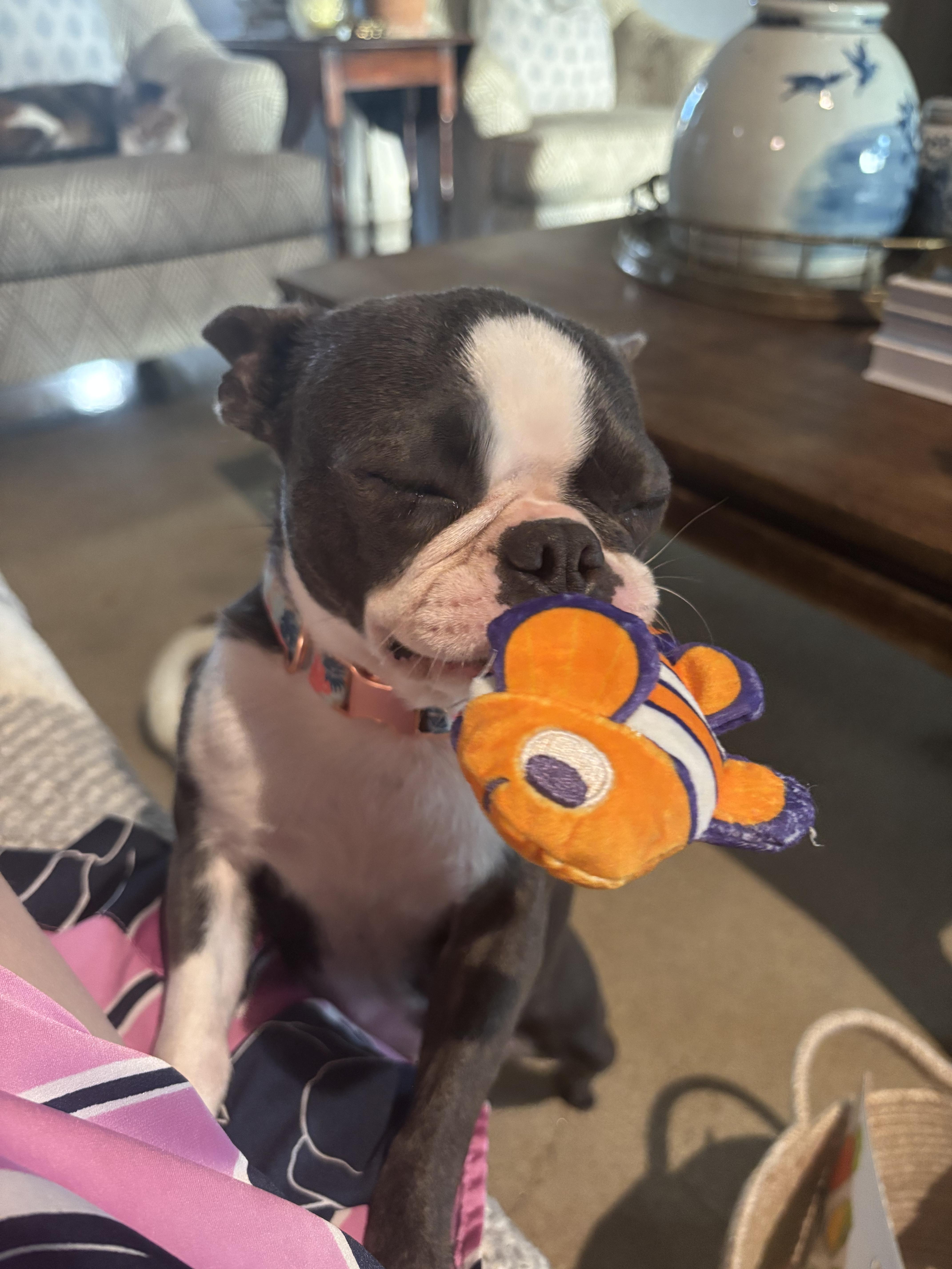 A young small-sized female Boston Terrier dog named Ellie for adoption in Van Vleck, TX