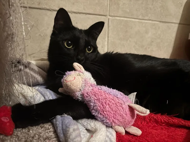 A young medium-sized male Black Domestic Short Hair cat named Handsome Sampson for adoption in Escalon, CA