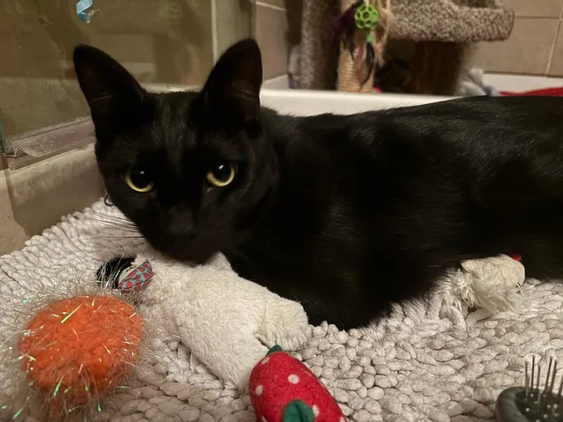 Handsome Sampson thumbnail 2