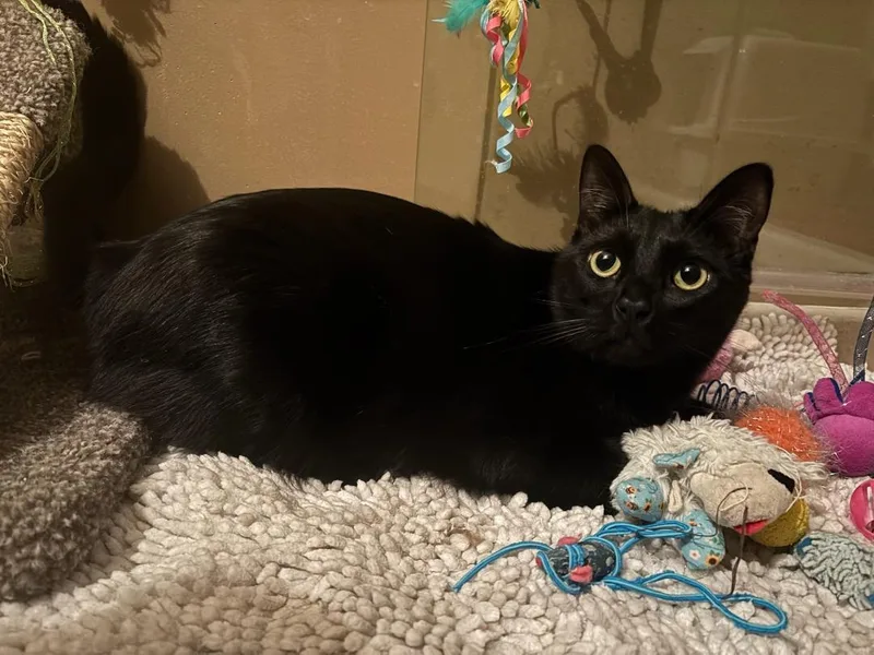 Handsome Sampson thumbnail 3