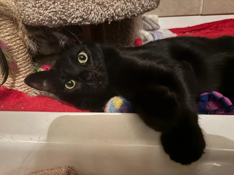 Handsome Sampson thumbnail 4
