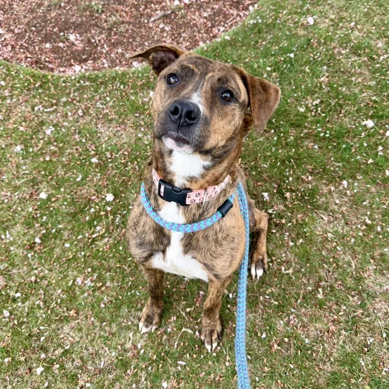 An adult large-sized female Brindle Mixed Breed dog named Laila for adoption in Cranston, RI