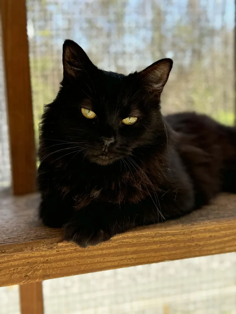 A young medium-sized female Black Domestic Long Hair cat named Floofy for adoption in Talbott, TN