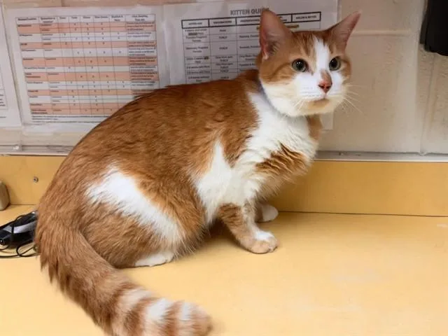 An adult large-sized male Domestic Short Hair cat named Ollie for adoption in Colorado Springs, CO