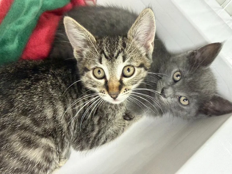 A young medium-sized male Domestic Short Hair cat named Octavius for adoption in St. Helens, OR