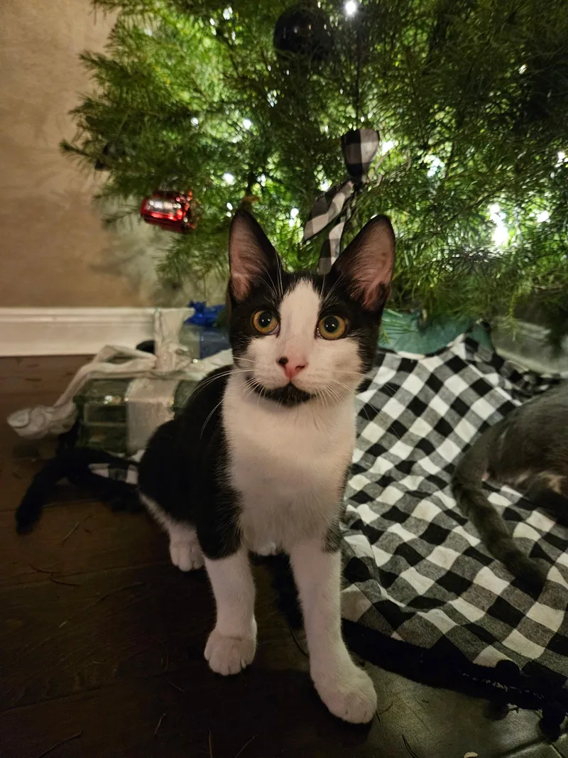 A young medium-sized male Domestic Short Hair cat named Felix for adoption in Brooksville, FL