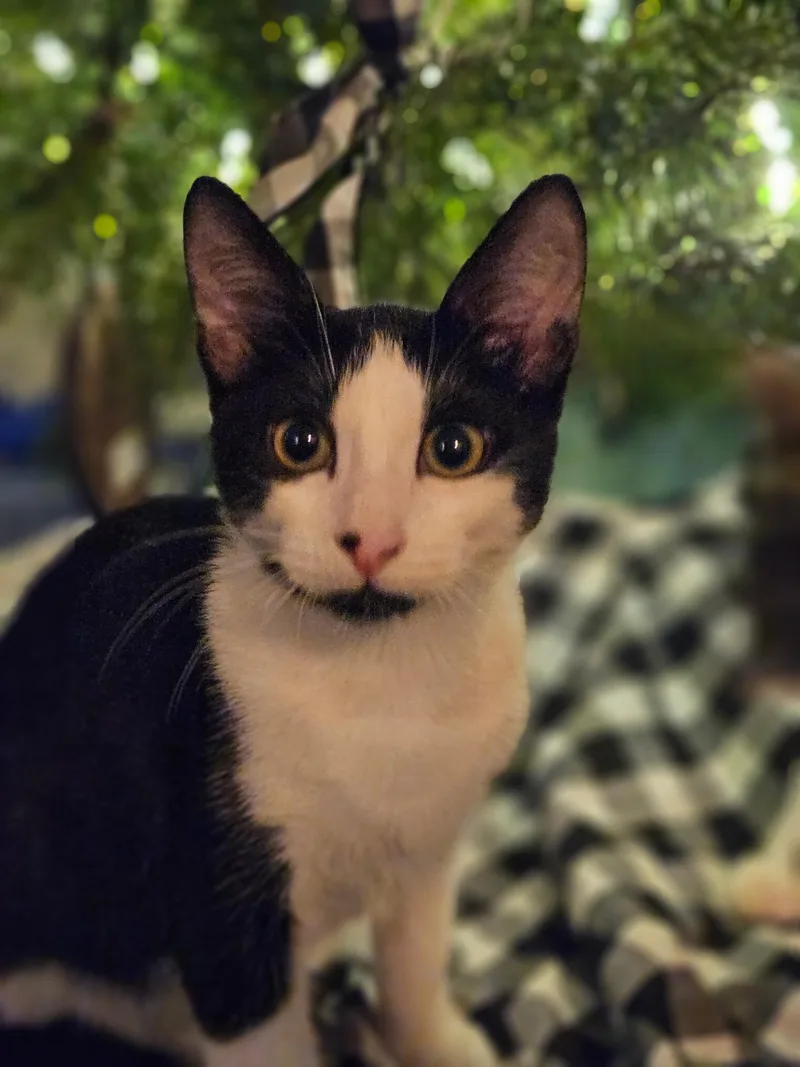 Felix thumbnail 2