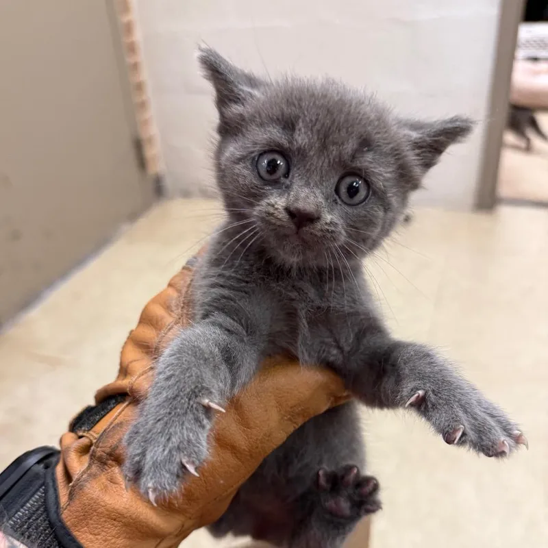 A baby small-sized female Gray / Blue / Silver Domestic Short Hair cat named Petunia for adoption in Birmingham, AL