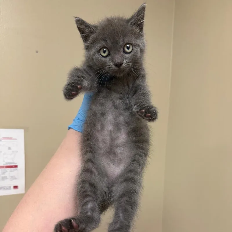 Petunia thumbnail 2