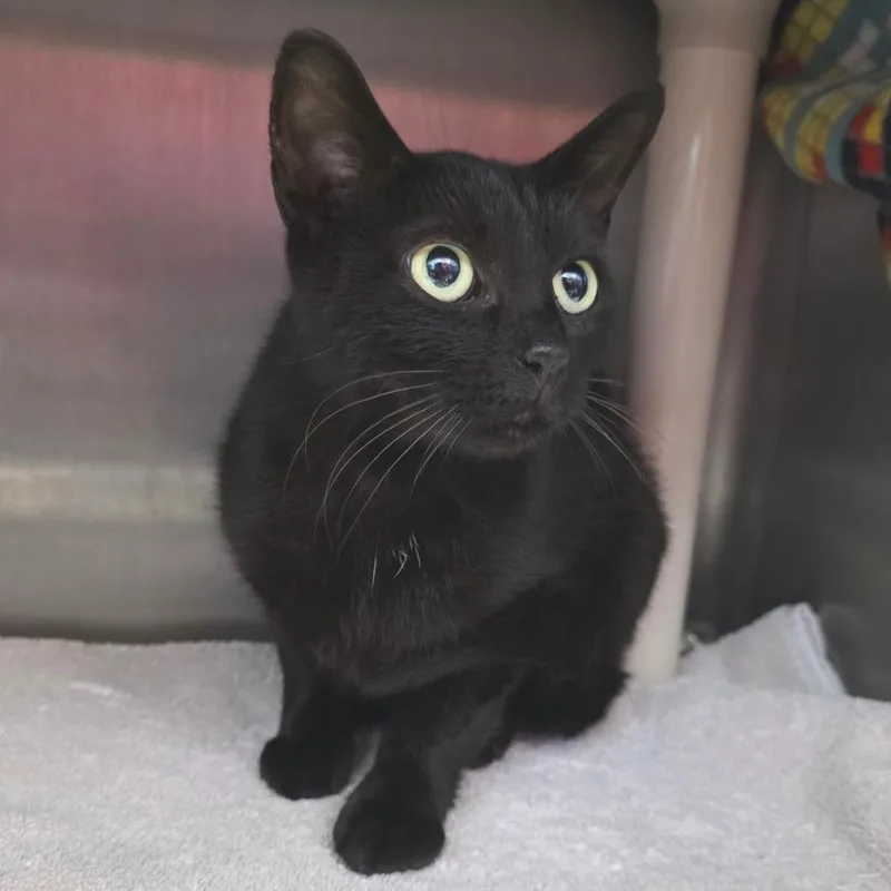 A young medium-sized female Black Domestic Short Hair cat named Rainbow for adoption in Fort Wayne, IN