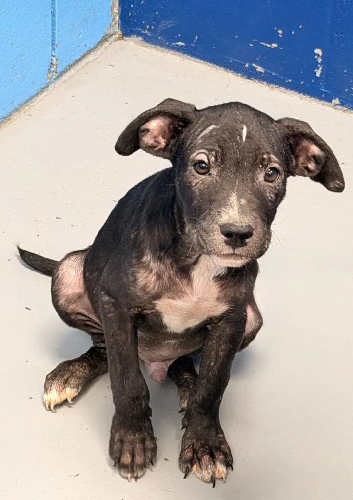 A baby medium-sized male Affenpinscher dog named Kendall for adoption in Hartsville, SC