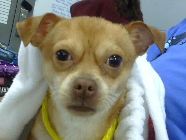 An adult small-sized male Mixed Breed dog named Tamale for adoption in Dallas, TX