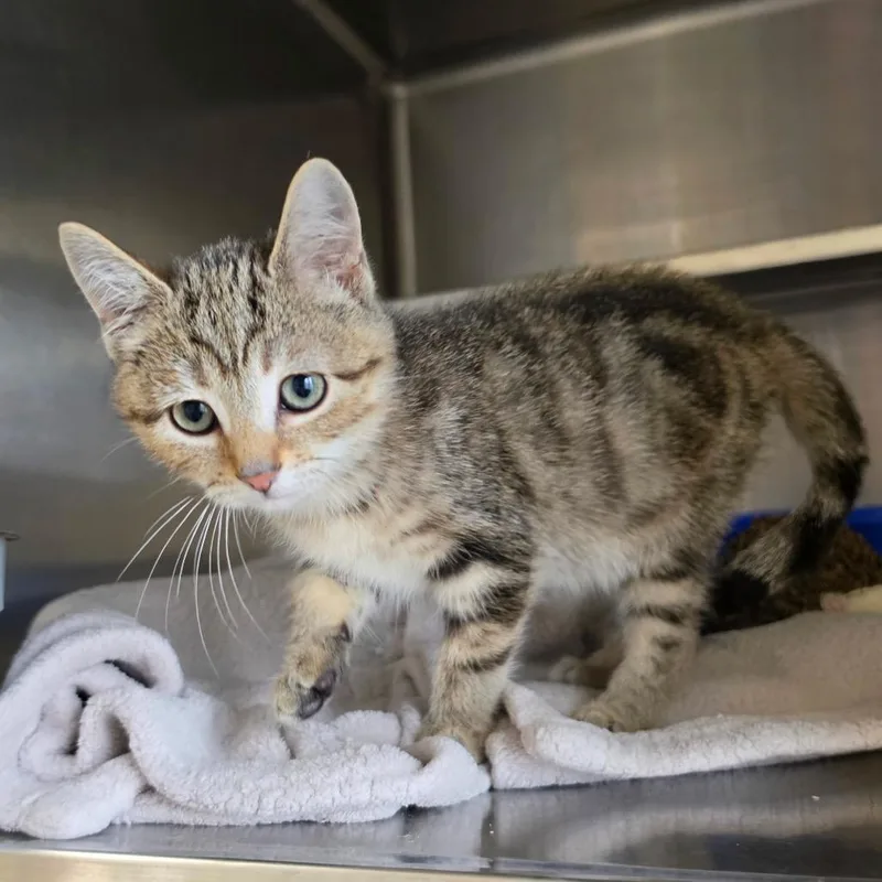 A baby small-sized female Brown / Chocolate Domestic Short Hair cat named Tuna for adoption in Naperville, IL