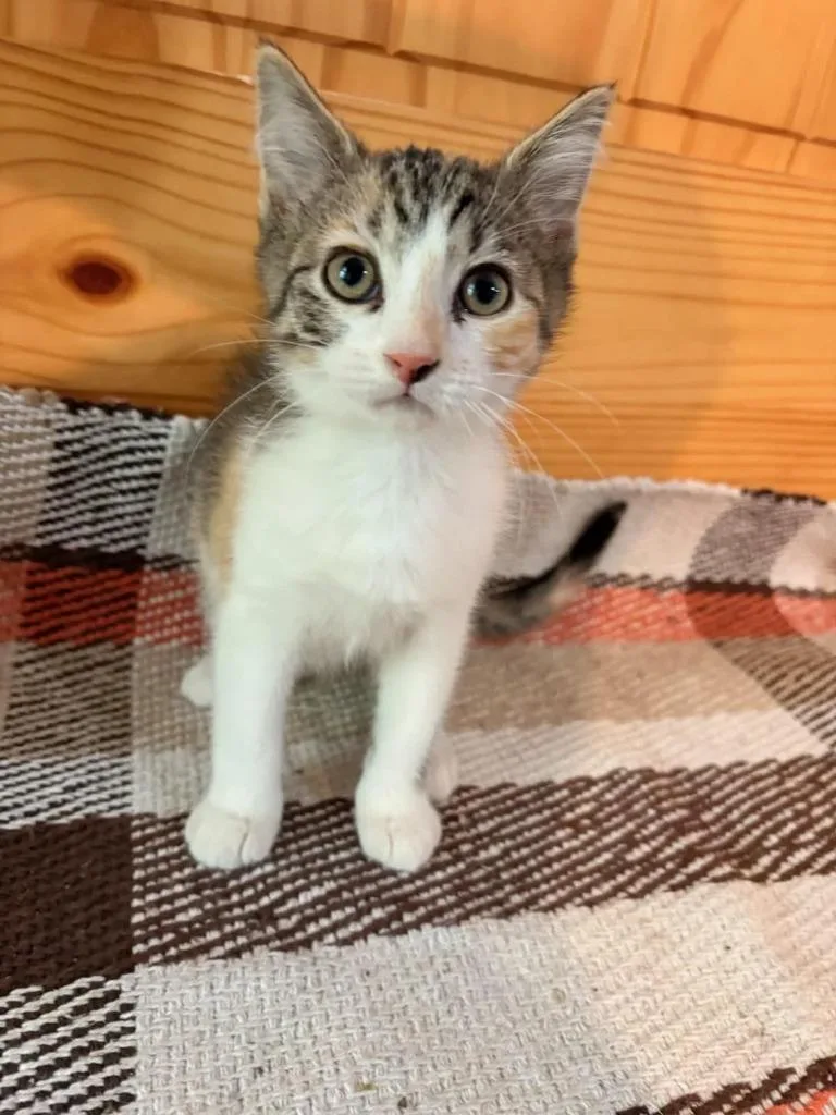 A baby small-sized female Domestic Short Hair cat named Blossom for adoption in Effingham, IL