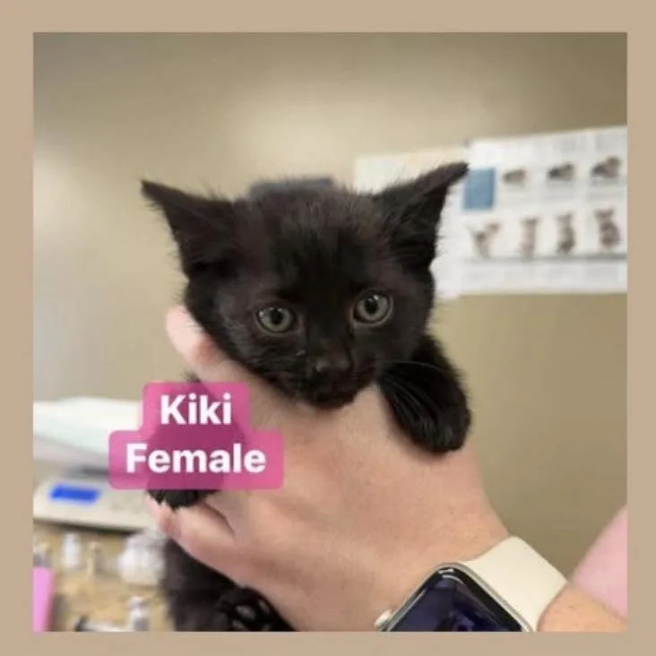 A baby small-sized female Black Domestic Short Hair cat named Kiki In Manchester  for adoption in Alexandria, VA