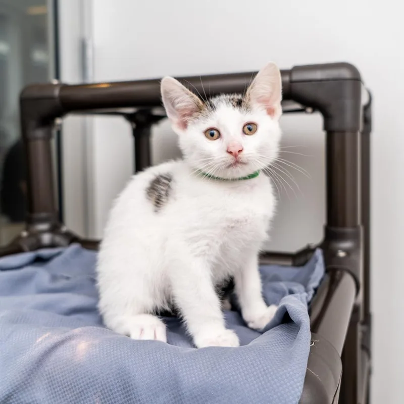 A baby small-sized male White Domestic Short Hair cat named Matthew for adoption in New York, NY