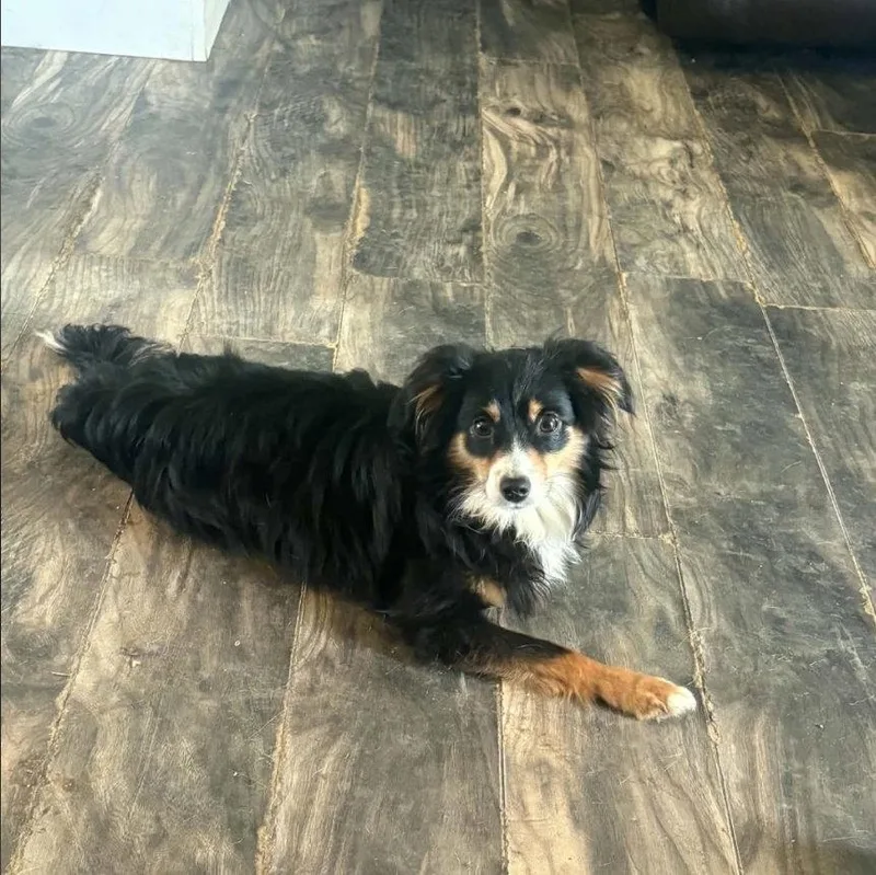 An adult small-sized female Terrier dog named Minni Meme for adoption in Saunderstown, RI
