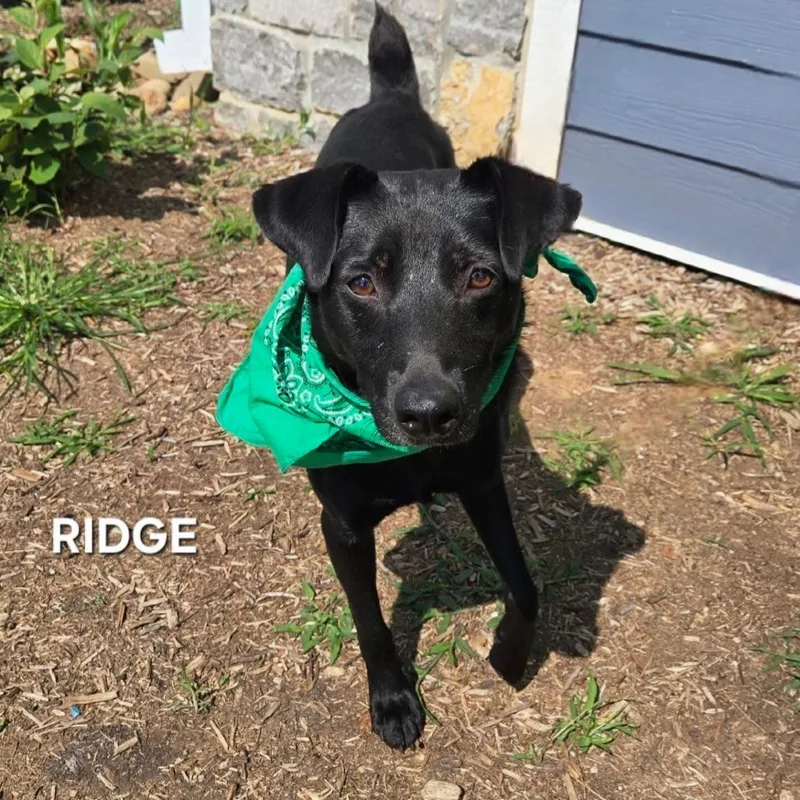 An adult medium-sized male Black Feist dog named Ridge for adoption in Madisonville, TN