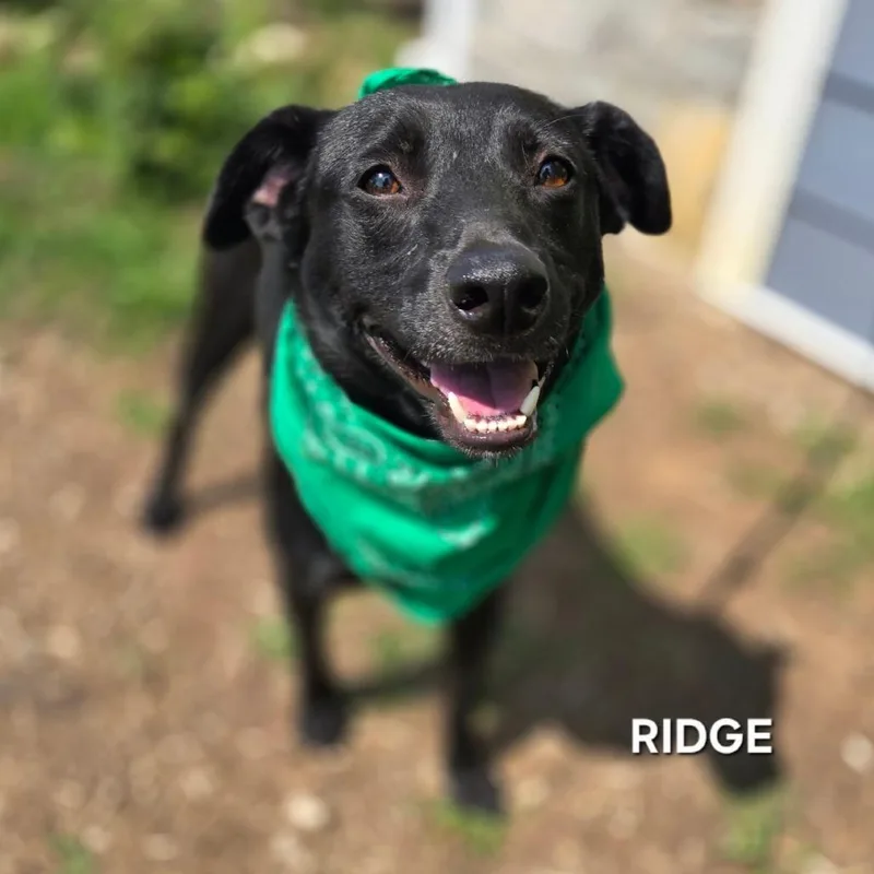 Ridge thumbnail 2