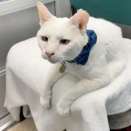 A senior medium-sized male Buff & White Domestic Short Hair cat named Tommy for adoption in Lansing, MI