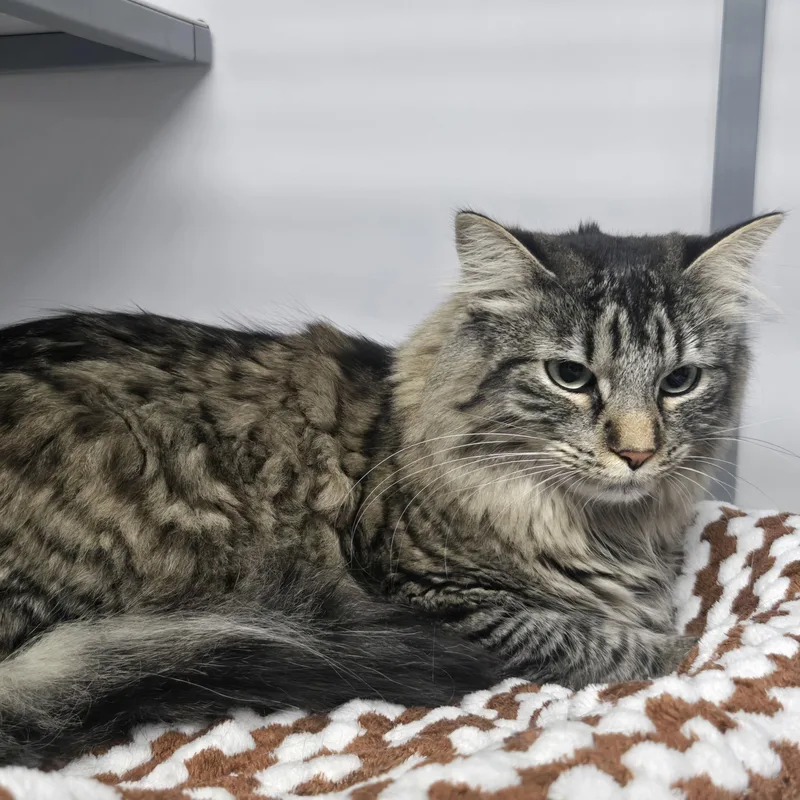 An adult extra large-sized female Tabby (Brown / Chocolate) Domestic Long Hair cat named Zoey for adoption in Keokuk, IA
