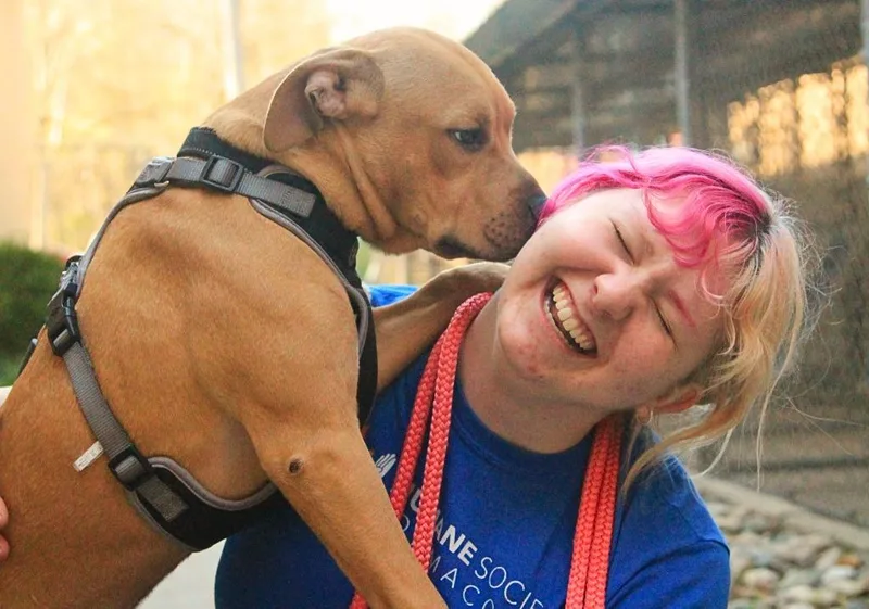 A baby large-sized male American Staffordshire Terrier dog named Fruit Snack for adoption in Utica, MI