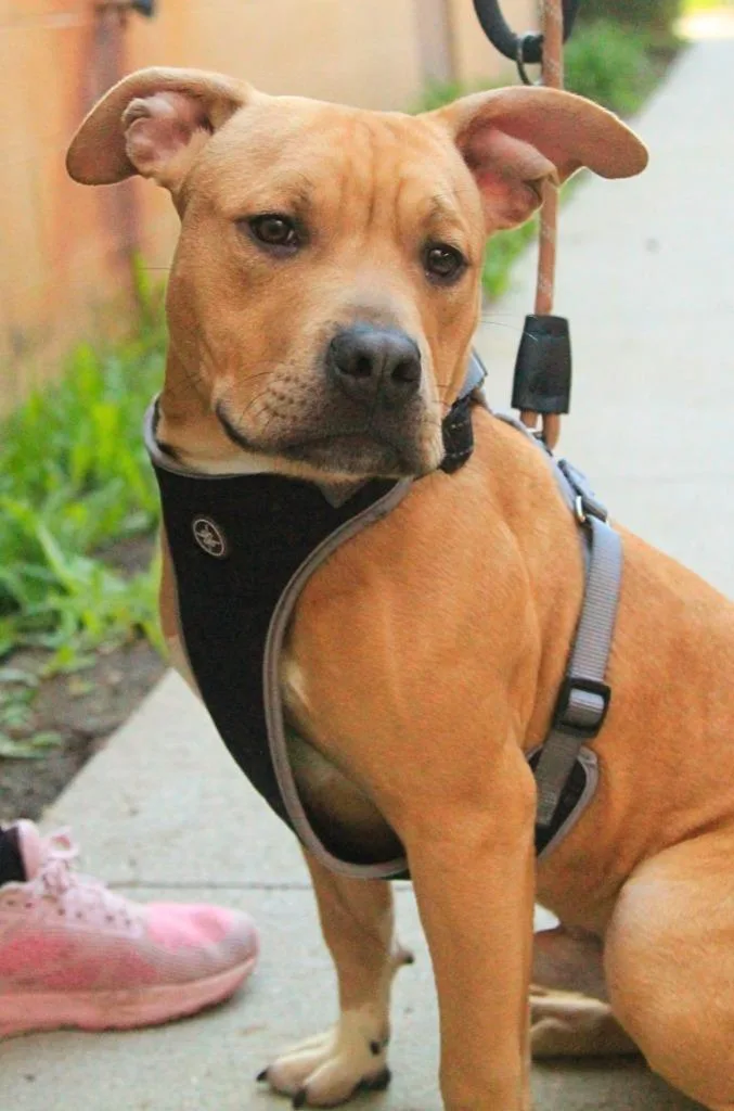 Fruit Snack thumbnail 2