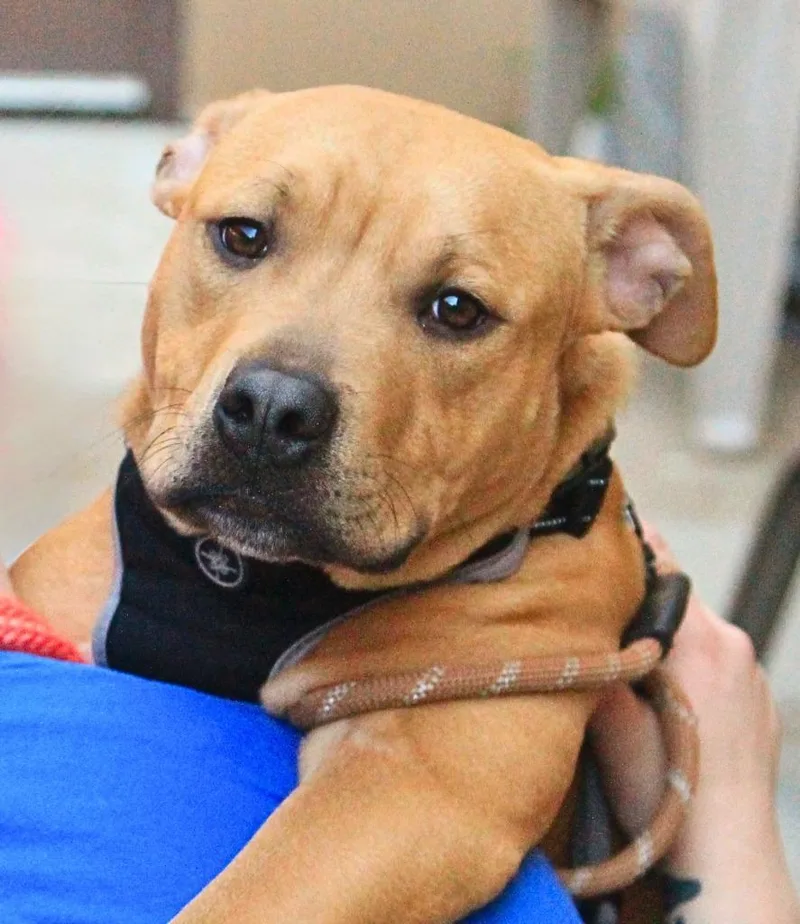 Fruit Snack thumbnail 3