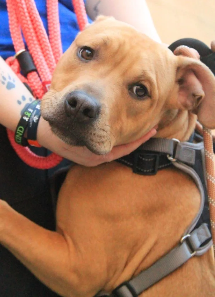 Fruit Snack thumbnail 4