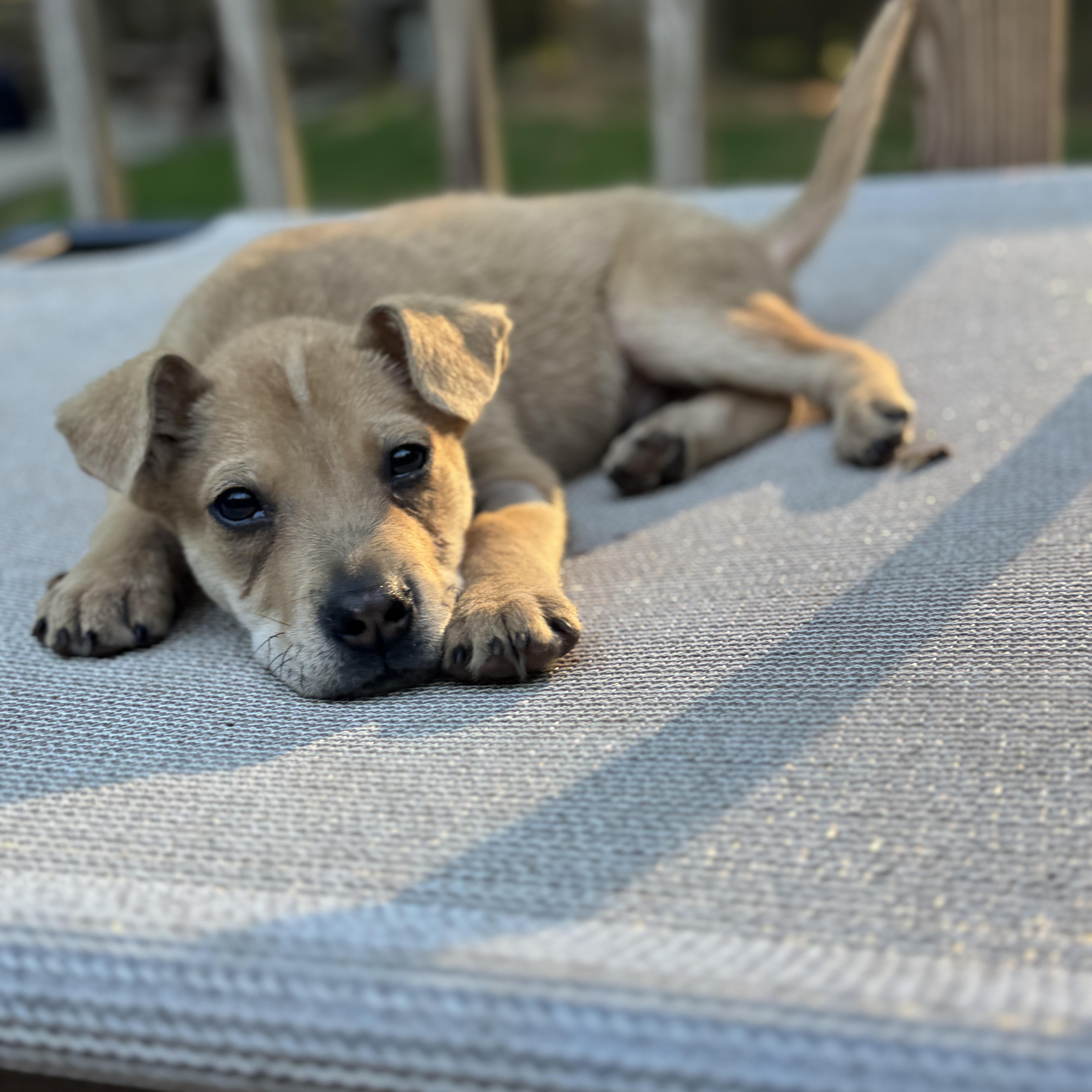 A baby medium-sized male Yellow / Tan / Blond / Fawn Shepherd dog named Cortez for adoption in Rock Hill, SC