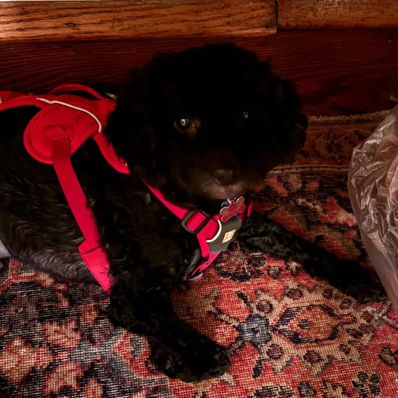 A senior small-sized male Black Miniature Poodle dog named Choco for adoption in Tunkhannock, PA