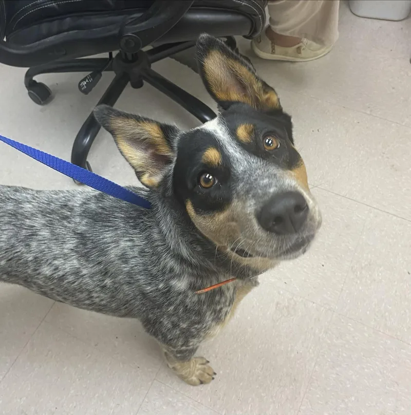 Max