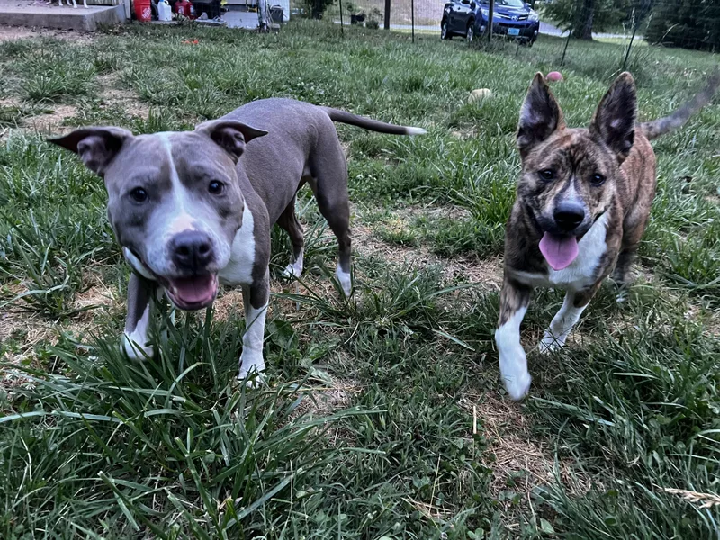 A baby large-sized male Brindle Dutch Shepherd dog named Bullwinkle for adoption in Culpeper, VA