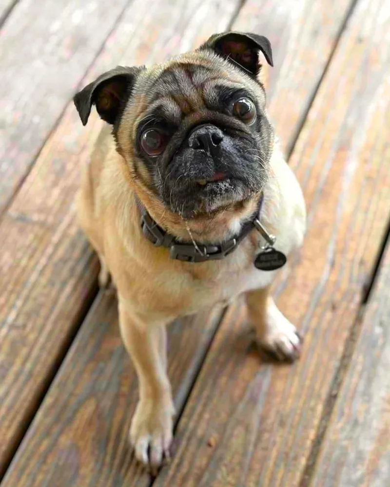 A senior small-sized male Pug dog named Henry for adoption in Bryan, TX