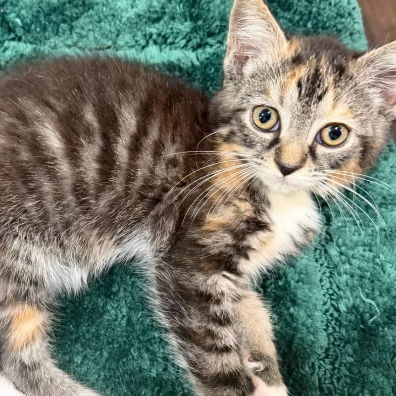 A baby small-sized female Torbie Domestic Medium Hair cat named Ironic Maiden for adoption in Fredericksburg, VA