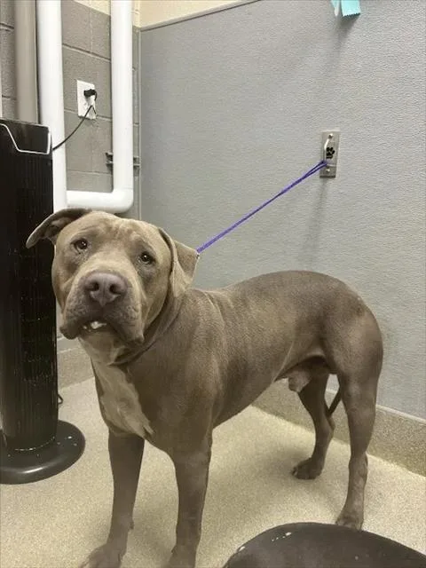 A young large-sized male Pit Bull Terrier dog named Buddy for adoption in Las Vegas, NV