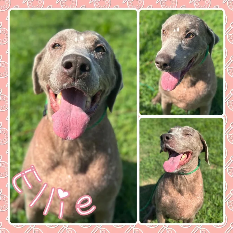 Ellie
