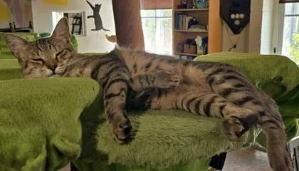 Rolypoly thumbnail 2