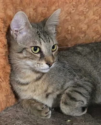 Rolypoly thumbnail 3