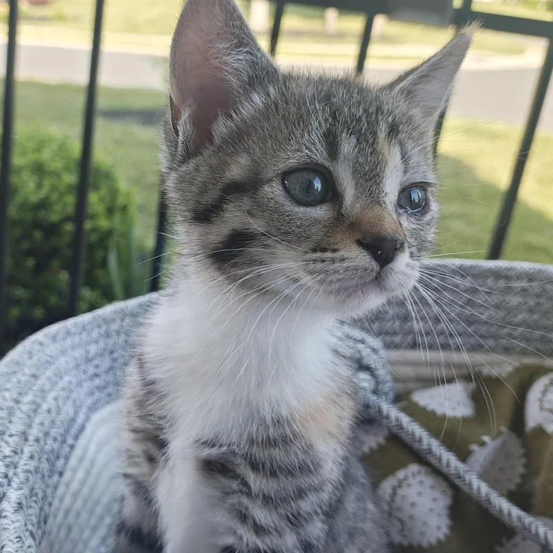 Lil