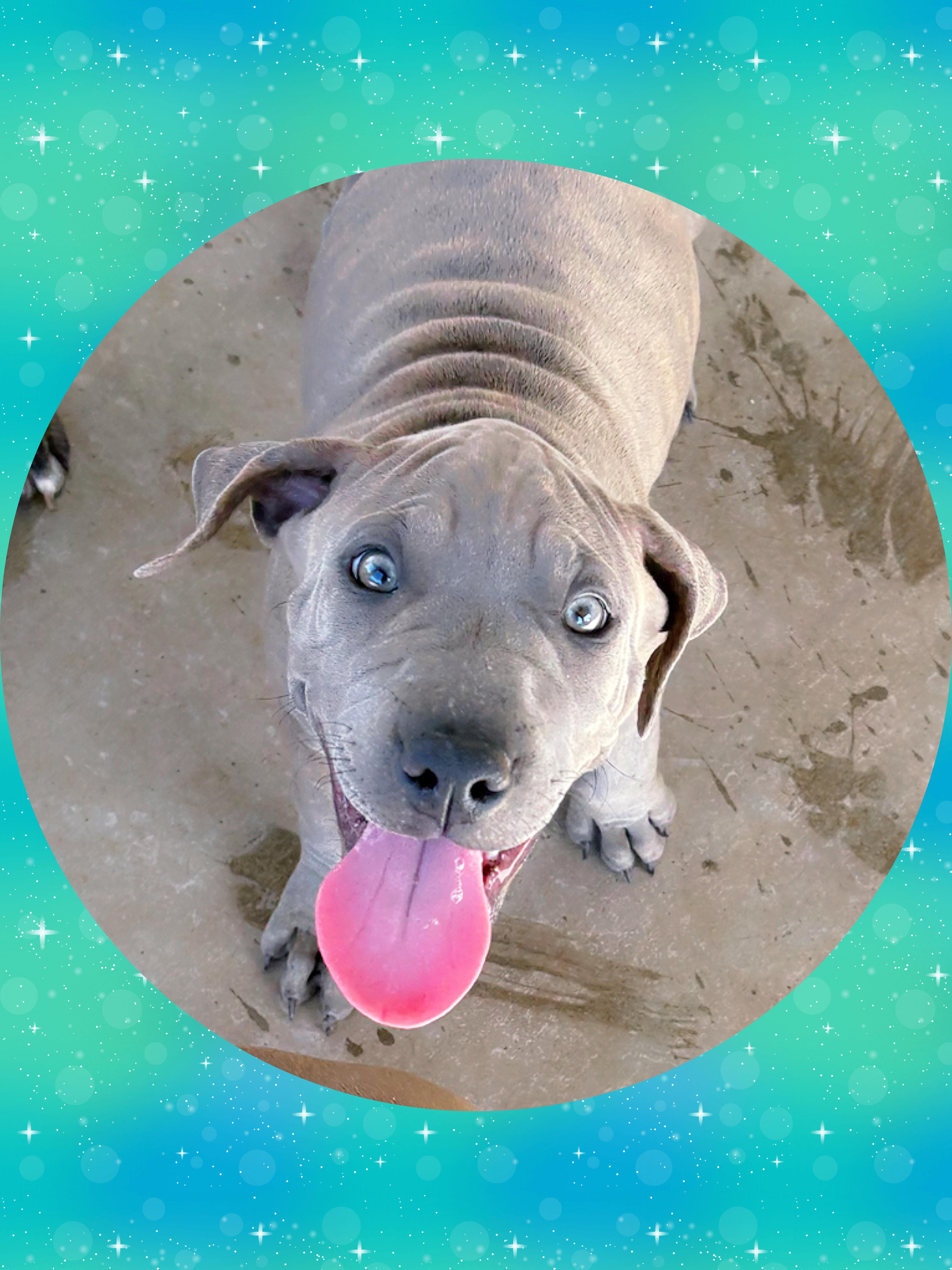 A young medium-sized female Brindle Labrador Retriever dog named Sweet TAFFY for adoption in Queen Creek, AZ