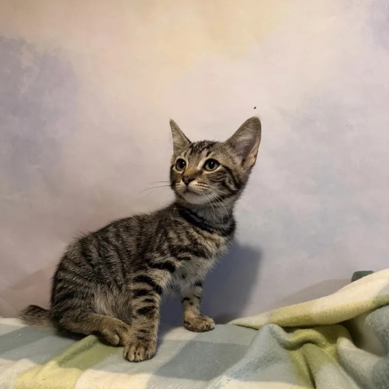 A baby small-sized female Gray / Blue / Silver Domestic Short Hair cat named Chimera for adoption in Fredericksburg, VA