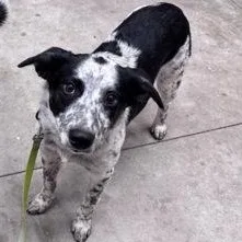 A baby medium-sized male Australian Cattle Dog / Blue Heeler dog named Ole for adoption in Hackensack, MN