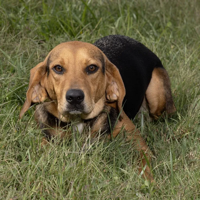 An adult medium-sized female Yellow / Tan / Blond / Fawn Mixed Breed dog named Mabel for adoption in Franklin, TN