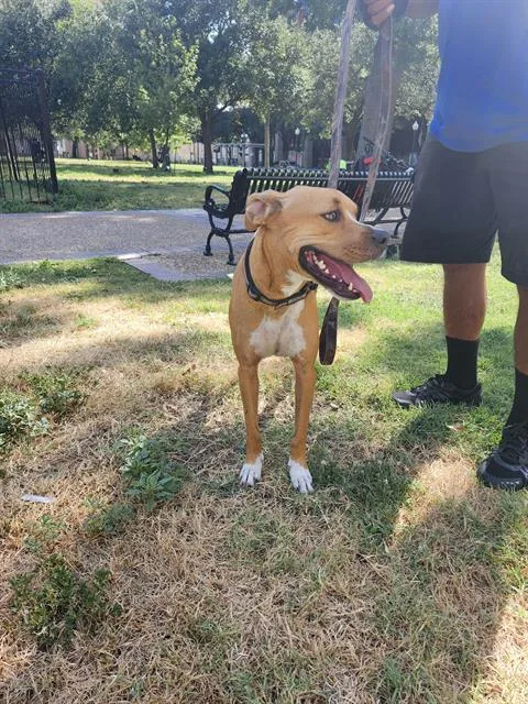 A young medium-sized female Terrier dog named Pumpkin for adoption in San Antonio, TX