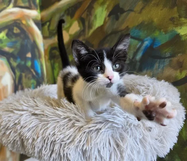 A baby small-sized female Domestic Short Hair cat named Bella for adoption in Santa Clara, CA