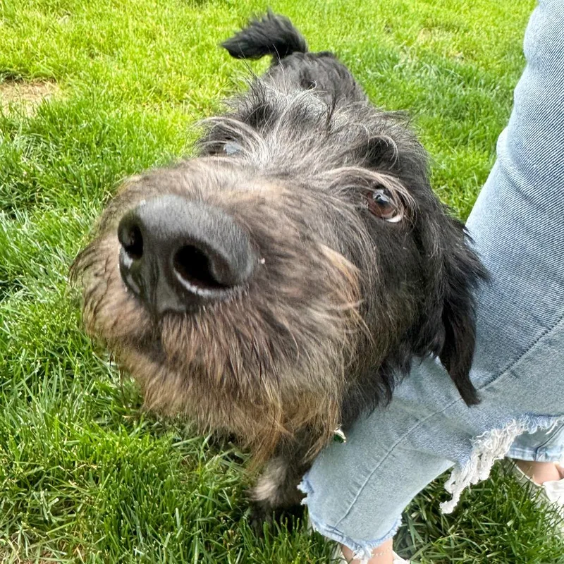 A young medium-sized male Black Standard Poodle dog named Duke for adoption in Fort Wayne, IN