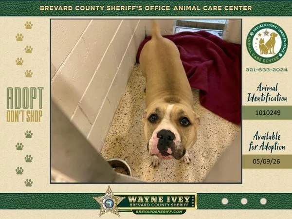 An adult large-sized female Mixed Breed dog named Sweet Potato for adoption in Melbourne, FL